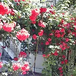 Aparthotel Samos *