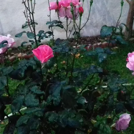 Samos Guzelcamlı