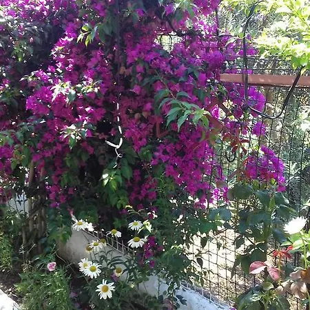 شقة فندقية Samos Apart غوزيلْتْشاملِ